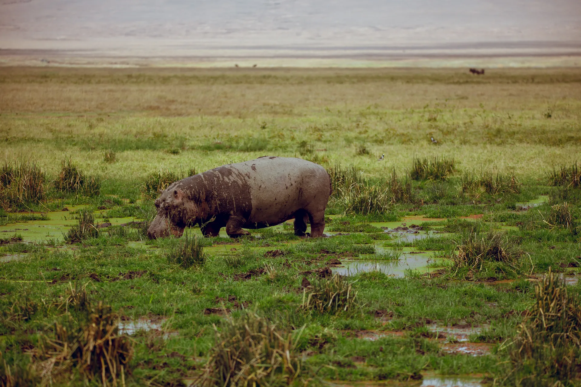 Hippo in a wetland on safari